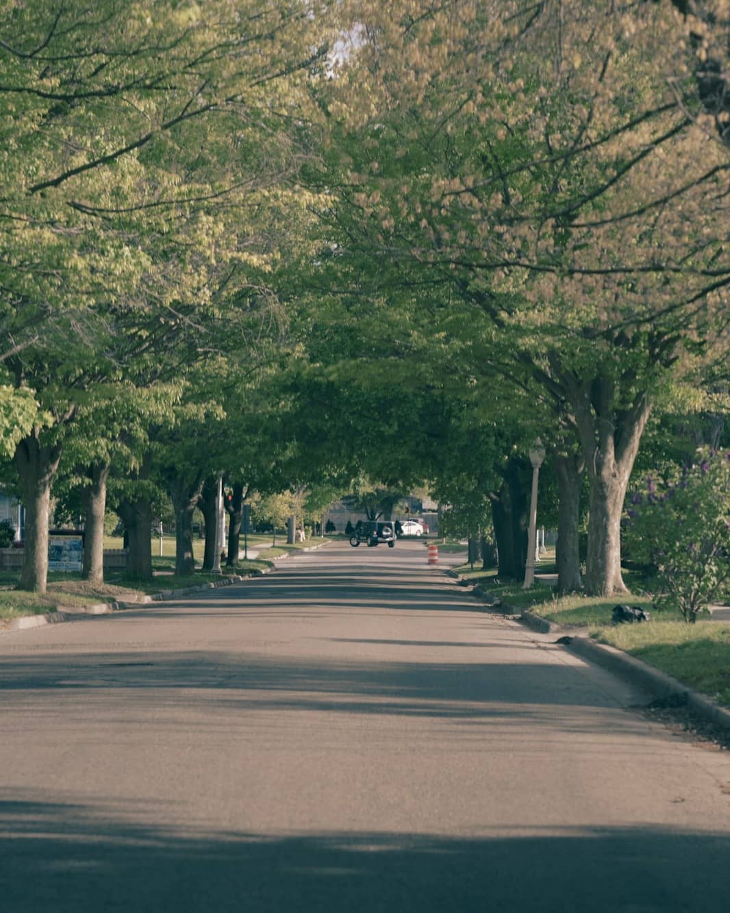 A quiet residential street under an arching canopy of fresh spring-green trees.