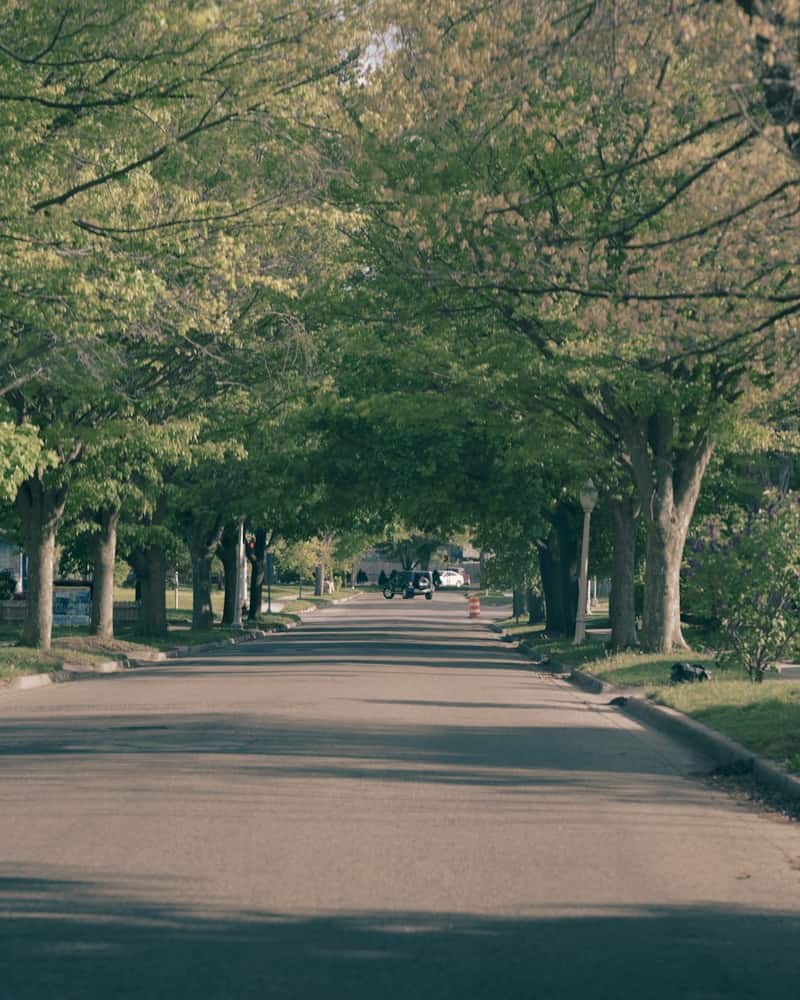 A quiet residential street under an arching canopy of fresh spring-green trees.