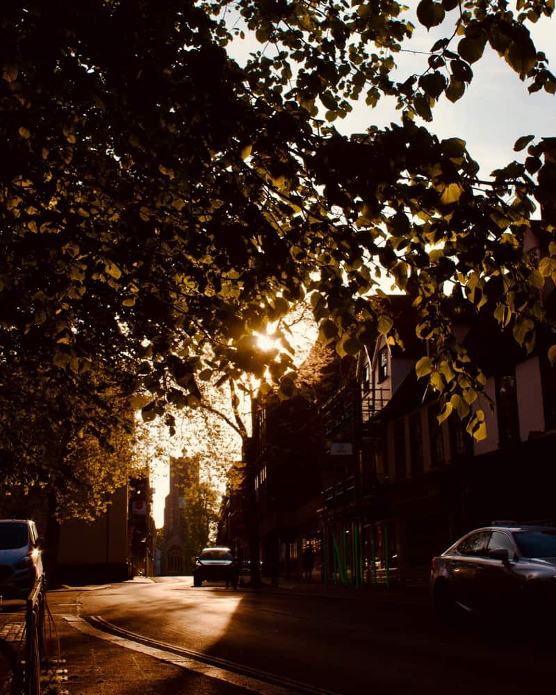 Low summer sun shining through a leafy canopy over a residential street.